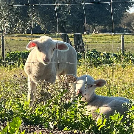 Monte De Sao Francisco Farm stay *