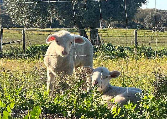 Monte De Sao Francisco Gospodarstwo agroturystyczne *